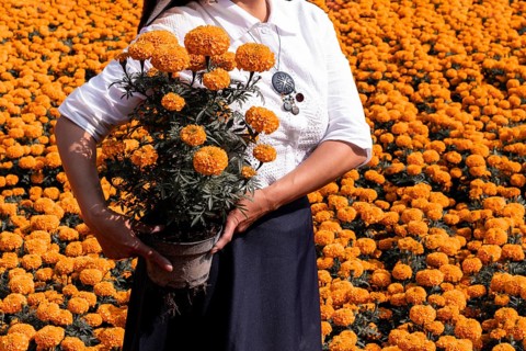 A woman holds a pot of vibrant cempasuchil flowers, surrounded by a vast field of these orange
