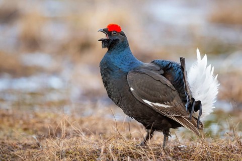 Black grouse (Lyrurus tetrix), black grouse courtship in Sweden, Fågelsjö, Gävleborgs län, Sweden