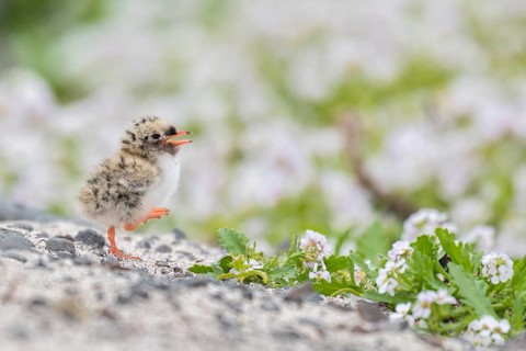 Arctic Tern (Sterna paradisaea) chick on ground, Iceland