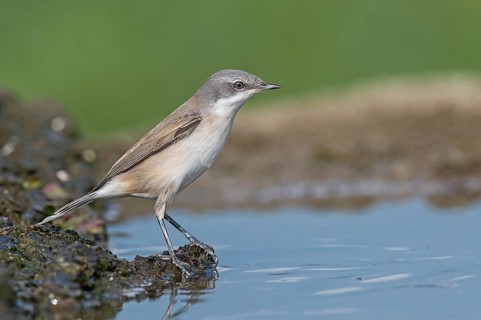 Lesser Whitethroat (Sylvia curruca) at waterhole, Aosta Valley, Italy