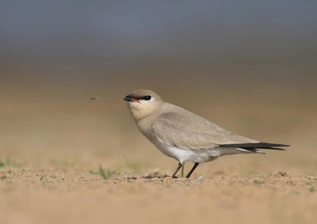 Small Pratincole (Glareola lactea), Uttar Pradesh, India