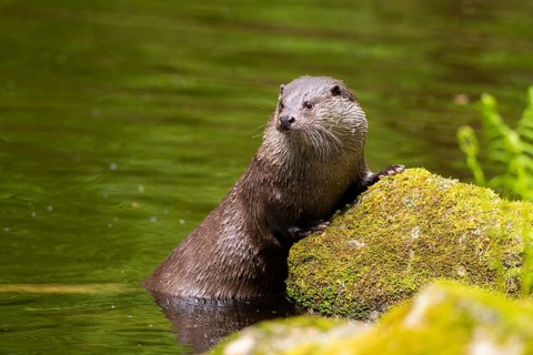 Eurasian otter (Lutra lutra) on the edge of a little lake in a forest, Bavaria, Germany