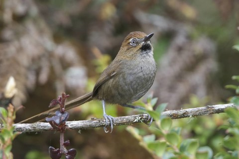 Black-throated Thistletail (Schizoeaca harterti) perched on a branch in Bolivia, South America