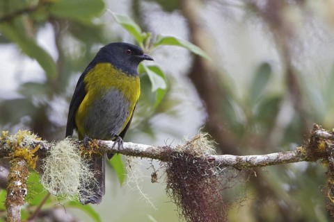 Black-and-yellow Silky-flycatcher (Phainoptila melanoxantha) perched on a branch in Costa Rica,