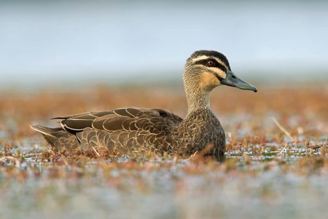 Pacific Black Duck (Anas superciliosa), Victoria, Australia