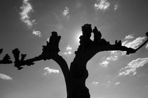 Silhouette of a trimmed Tilia × europaea lime tree (Tilia × europaea) in the Festonallee against