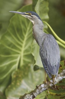 Striated Heron (Butorides striata), Ecuador