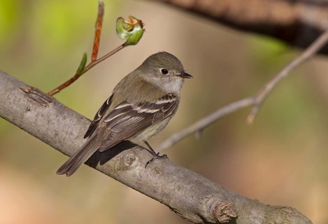 Least Flycatcher (Empidonax minimus), Michigan, USA