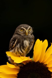 Eurasian Pygmy Owl (Glaucidium passerinum) captive, Bavaria, Germany