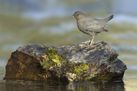 American Dipper (Cinclus mexicanus), British Columbia, Canada