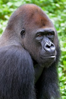 Western Lowland Gorilla (Gorilla gorilla gorilla), animal portrait, male, Silverback, captive,