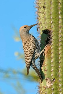 Gilded Flicker Colaptes auratus Tucson, Pima Co., ARIZONA, USA 26 April Adult Female Picidae