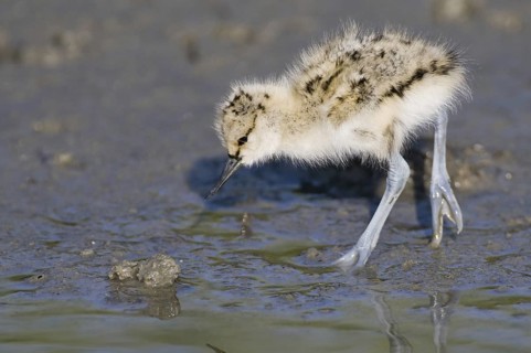 Pied Avocet (Recurvirostra avosetta) juvenile, Texel, Netherlands