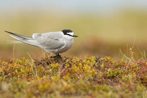 Aleutian Tern (Onychoprion aleuticus) perched on the tundra in Nome, Alaska
