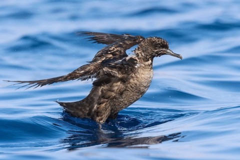 Sooty Shearwater (Ardenna grisea), Eilat, Israel