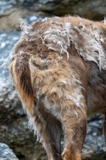 Alpine ibex (Capra ibex), changing from winter coat to summer coat, Alpine Zoo, Innsbruck, Tyrol,