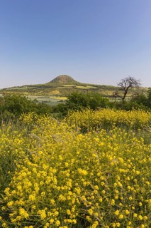 Mila mountain (nature conservancy area in Rana u Loun, on a sunny day. Yellow plants blooming in