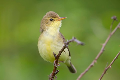 Orpheus warbler, (Hippolais polyglotta), Hypolaïs polyglotte, animals, birds, songbirds, reed
