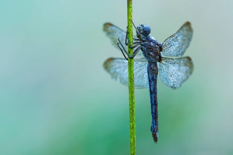 Marsh dragonfly (Sympetrum depressiusculum), Ahlhorn, Lower Saxony, Germany