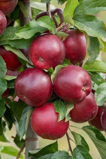 Apple (Malus domestica 'Isaaq'), Bayerische Landesanstalt für W, Germany
