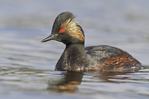 Black-necked Grebe (Podiceps nigricollis), British Columbia, Canada