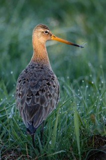 Black-tailed Godwit (Limosa limosa), Netherlands