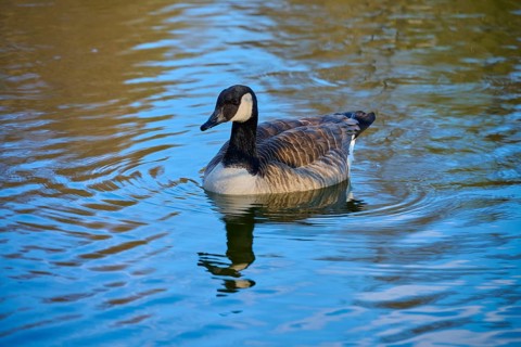 A single Canada goose swimming on a calm lake, Canada goose (Branta canadensis), Amorbach,