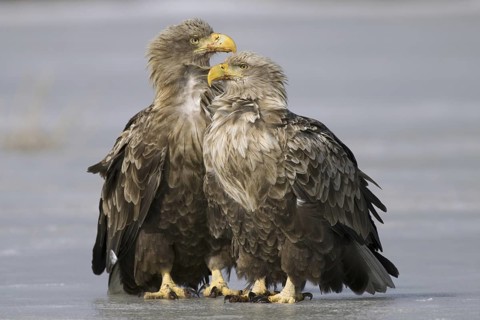 White-tailed Eagle (Haliaeetus albicilla), Mecklenburg-Western Pomerania, Germany
