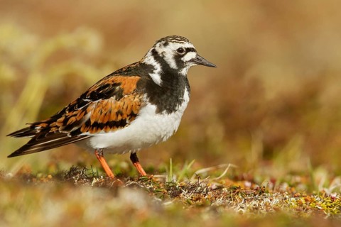 Ruddy Turnstone (Arenaria interpres) perched on the tundra in Nome, Alaska
