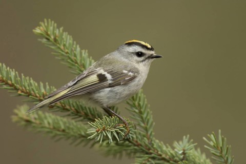 Golden-crowned Kinglet (Regulus satrapa), Michigan, USA