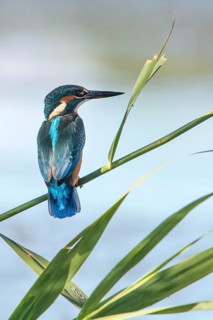 Kingfisher (Alcedo atthis), perched on a branch, Galicia, Spain