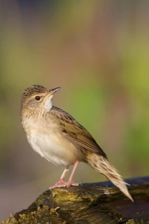 Common Grasshopper Warbler (Locustella naevia), Germany