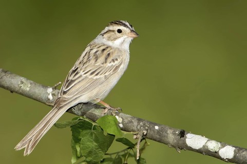 Clay-colored Sparrow (Spizella pallida), Texas, USA