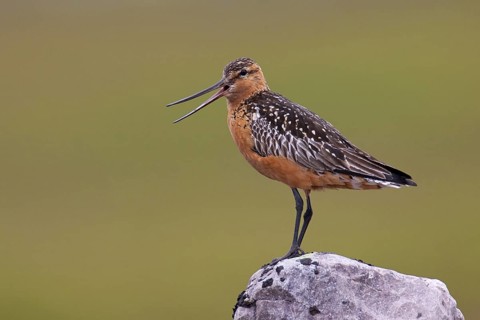 Bar-tailed Godwit (Limosa lapponica) male calling, Finnmark, Norway