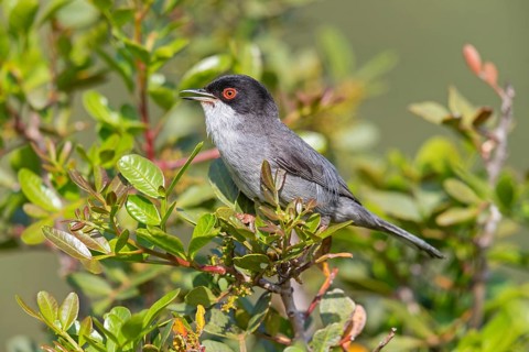 Velvet-headed warbler, (Sylvia melanocephala), warbler family, biotope, habitat, perch, foraging,