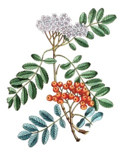 Sorbus aucuparia, rowan, mountain ash, digital reproduction of a historical model, between 1790 and
