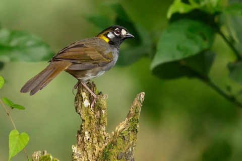 White-eared Ground-sparrow (Melozone leucotis) perched on a branch near San Jose, Costa Rica