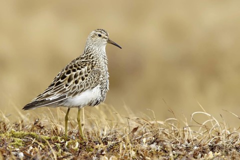 Pectoral Sandpiper (Calidris melanotos), Texas, USA