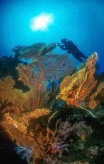 Backlit photograph of diver looking at illuminated fan coral (Annella mollis) (Subergorgia mollis)