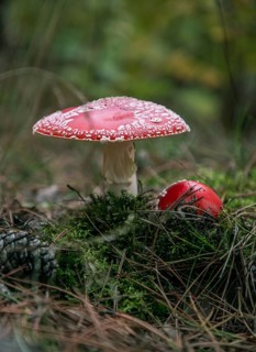 Two toadstools in the forest, surrounded by moss and needles
