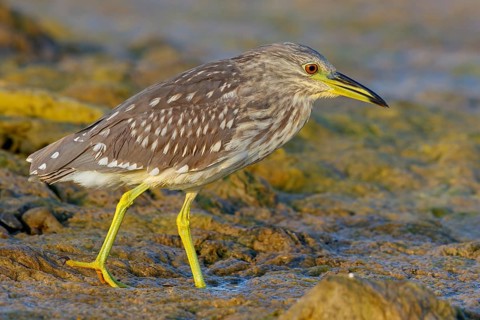 Black-crowned Night Heron, Night Heron, Black-crowned Night-Heron, Nycticorax nycticorax, Bihoreau
