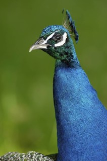 Blauer Pfau (Pavo cristatus), Maennchen, Portrait, Juni, Zoo, Nordrhein-Westfalen, Deutschland