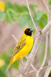 Southern Masked Weaver (Ploceus velatus) male, Namibia