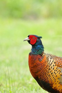 Pheasant, hunting pheasant (Phasianus colchicus), adult male bird in a meadow, animal portrait,