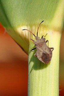 Leather bug (Coreus marginatus), on a maize plant (Zea mays), Wilnsdorf, North Rhine-Westphalia,