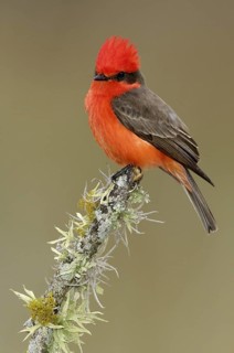 Vermilion Flycatcher (Pyrocephalus rubinus), Texas, USA