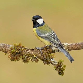 Great Tit (Parus major), sitting on a branch overgrown with moss and lichen, Wildlife, Animals,