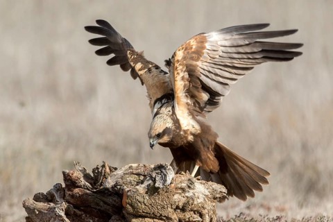 Western Marsh Harrier (Circus aeruginosus) female perched on a stump, Castile-La Mancha, Spain