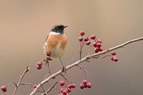 European Stonechat (Saxicola rubicola) male perched on a twig, Rimini, Italy