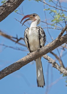 Damara Red-billed Hornbill (Tockus damarensis) perched in tree, Namibia